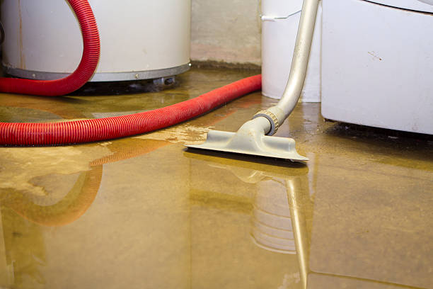 Best Mold removal after water damage  in Berwyn, IL